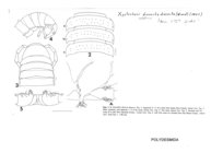 Xystocheir dissecta dissecta