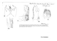 Xystocheir dissecta dissecta
