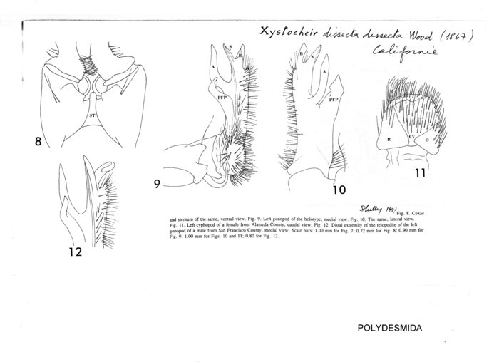 Xystocheir dissecta dissecta