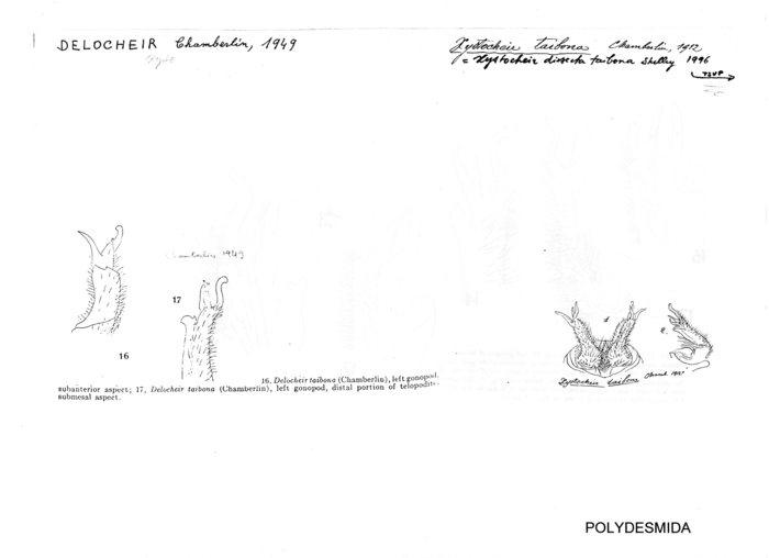 Xystocheir dissecta taibona