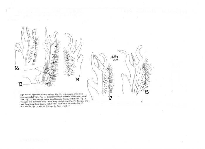 Xystocheir dissecta taibona