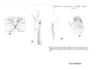 Xystocheir prolixorama