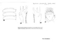 Xystocheir solenofurcata