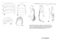 Xystocheir stenomacris