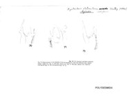 Xystocheir stolonifera