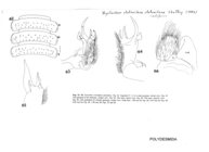 Xystocheir stolonifera stolonifera