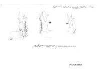 Xystocheir stolonifera uncinata