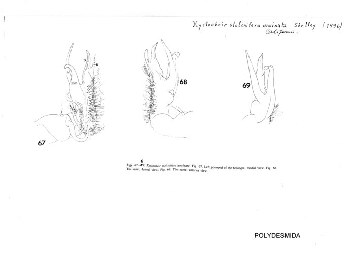 Xystocheir stolonifera uncinata
