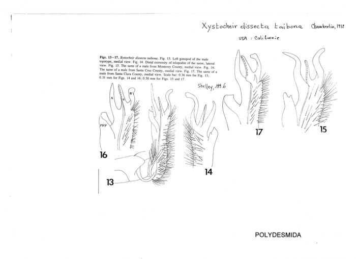 Xystocheir taibona