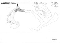 Xystopyge alluaudi