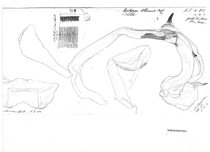 Xystopyge alluaudi