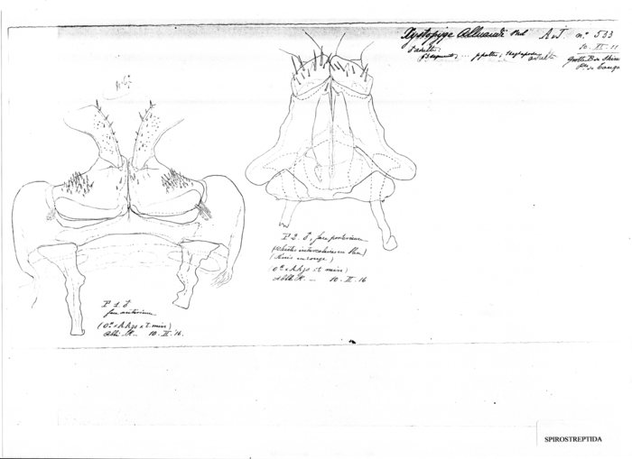 Xystopyge alluaudi
