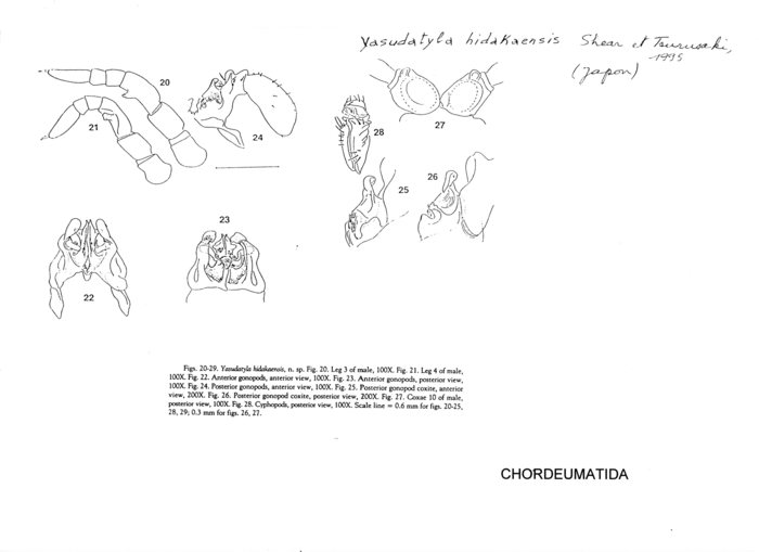 Yasudatyla hidakaensis