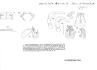 Yasudatyla shariensis