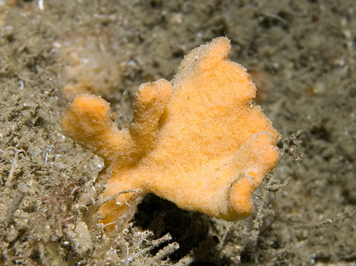 Axinella vaceleti Axinella vaceleti