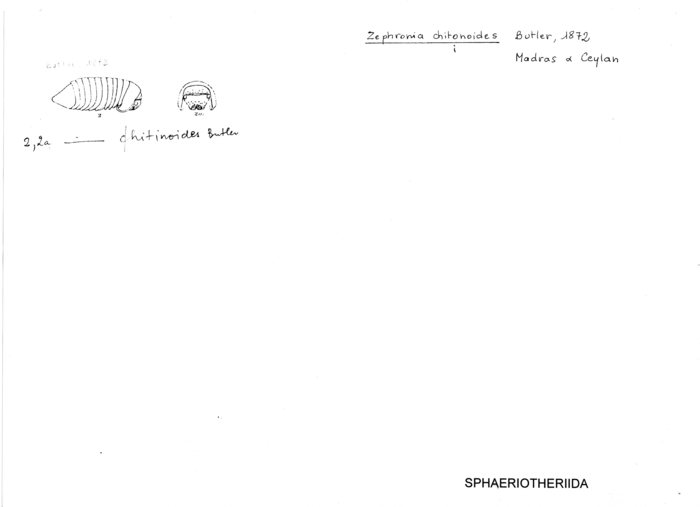 Zephronia chitonoides
