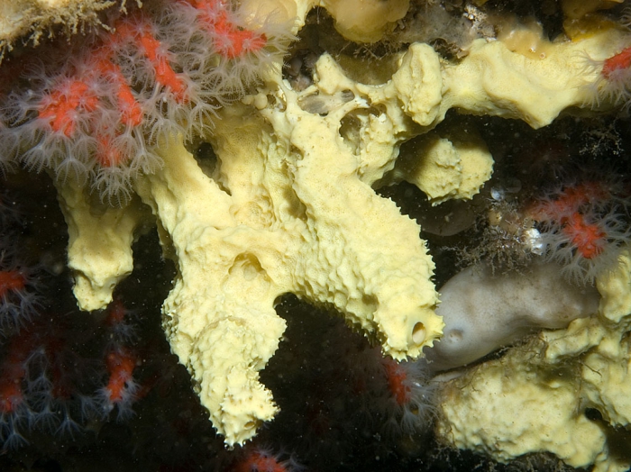 Aplysina cavernicola Aplysina cavernicola