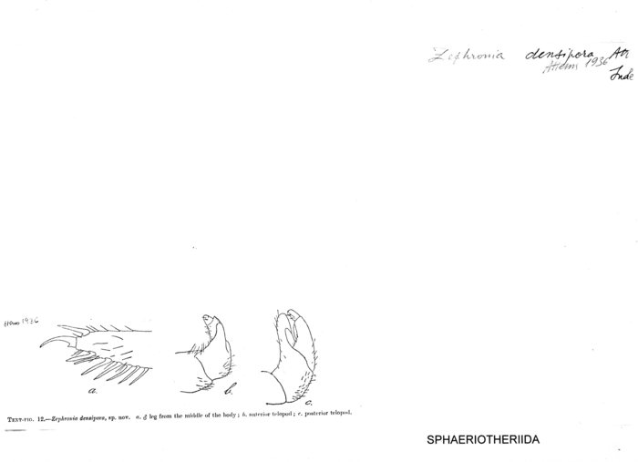 Zephronia densipora