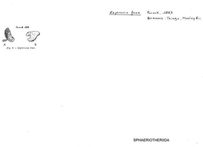 Zephronia feae