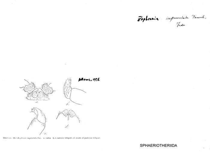 Zephronia impunctata