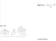 Zephronia lignivora