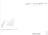 Zephronia moderata
