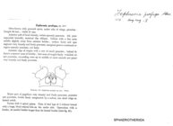 Zephronia profuga