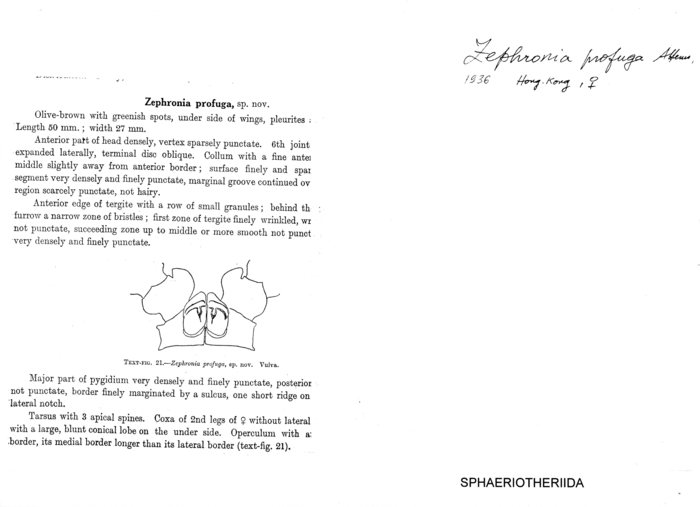 Zephronia profuga