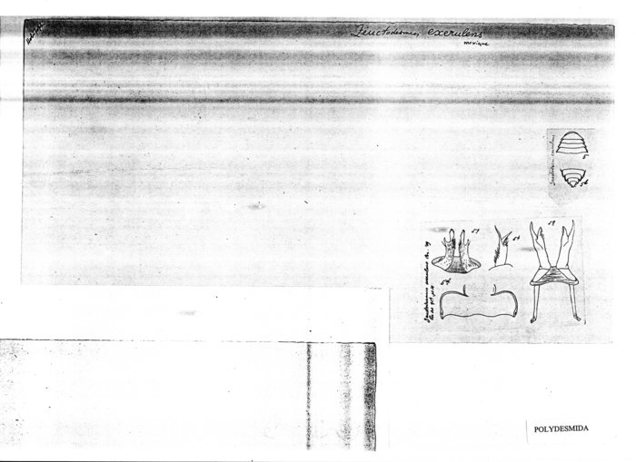 Zeuctodesmus exerulens