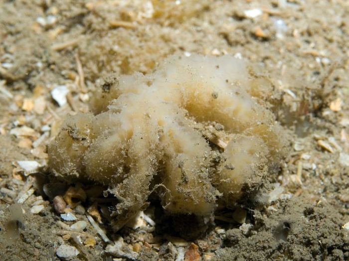 Axinella pyramidata Axinella pyramidata