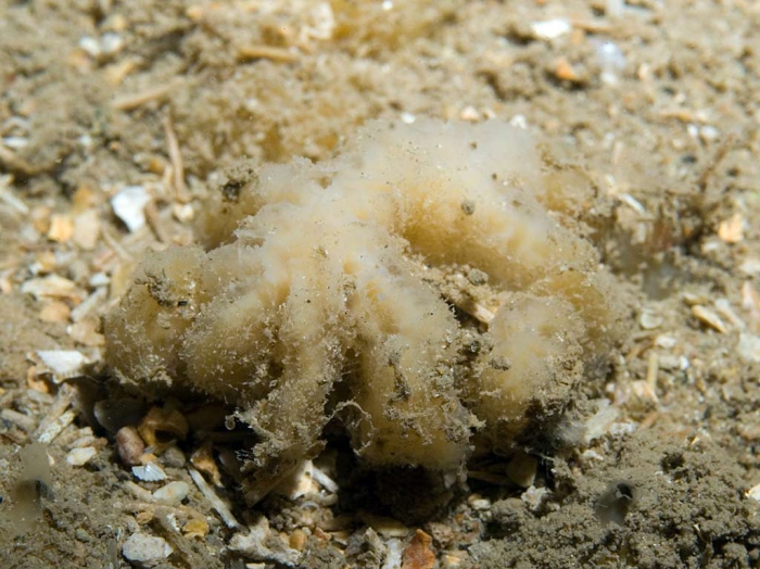 Axinella pyramidata