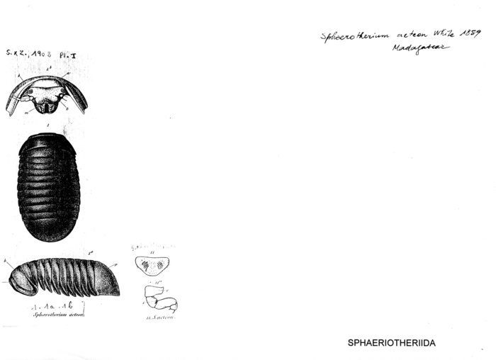 Zoosphaerium actaeon