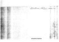 Zoosphaerium actaeon