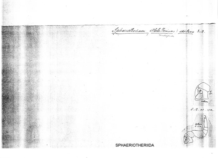 Zoosphaerium actaeon