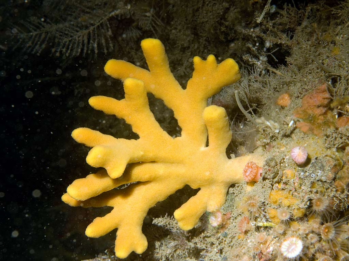 Axinella dissimilis Axinella dissimilis