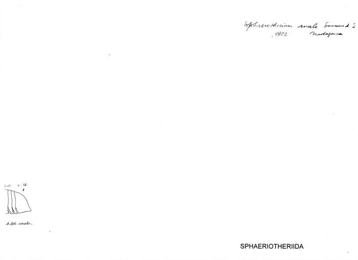 Zoosphaerium anale