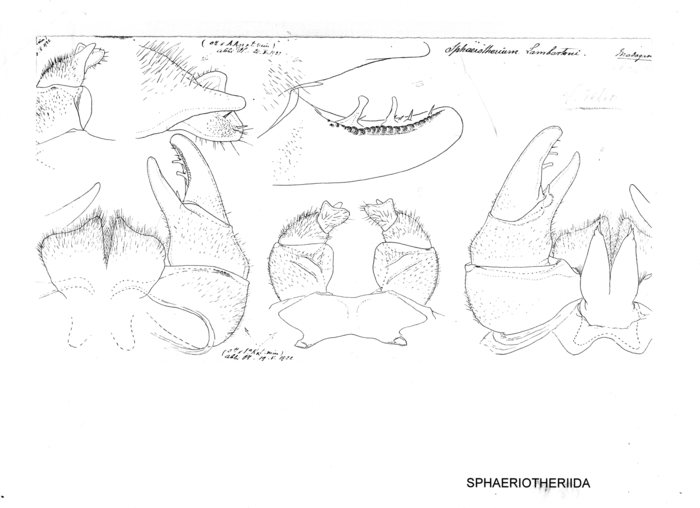 Zoosphaerium lambertoni