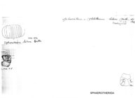 Zoosphaerium latum