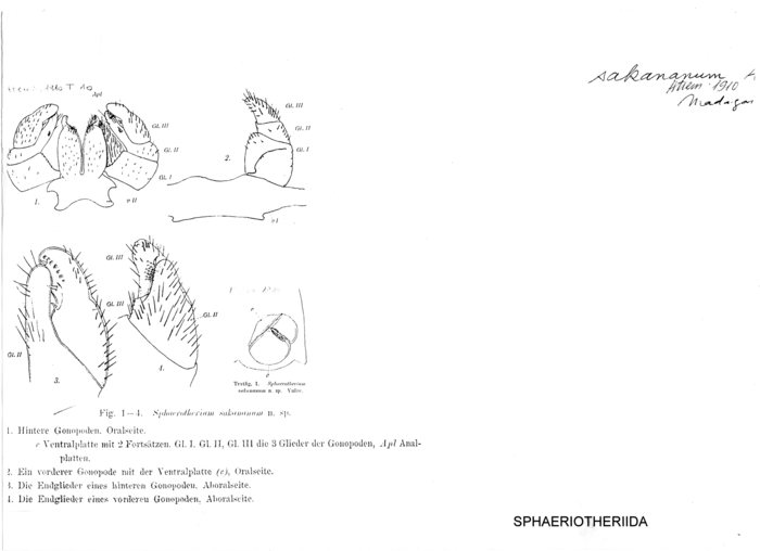 Zoosphaerium sakananum