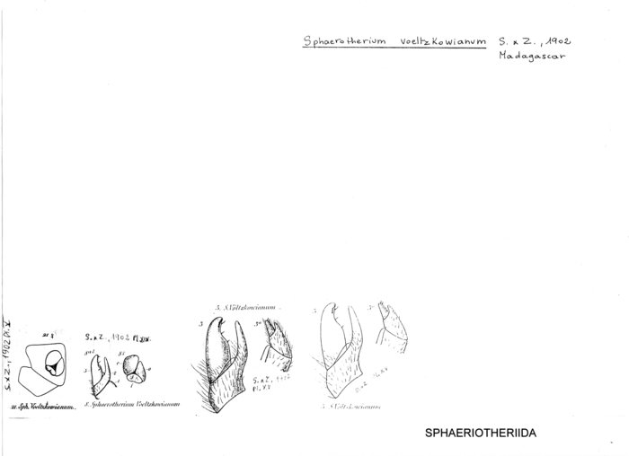 Zoosphaerium voeltzkowianum