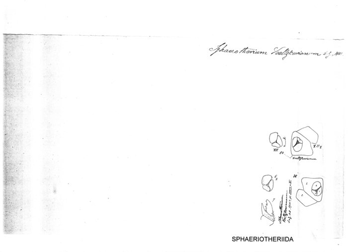 Zoosphaerium voeltzkowianum