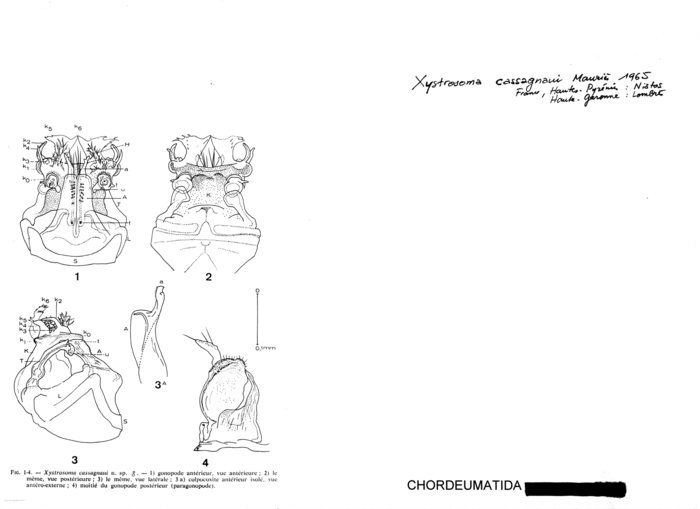 Xystrosoma cassagnaui
