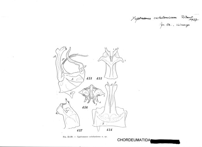 Xystrosoma catalonicum