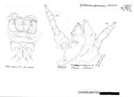 Xystrosoma pyrenaicum
