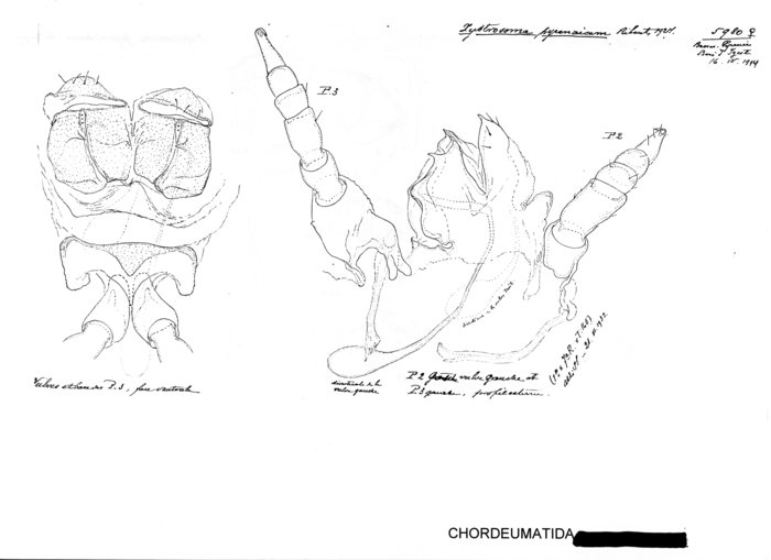 Xystrosoma pyrenaicum
