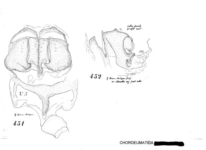 Xystrosoma pyrenaicum