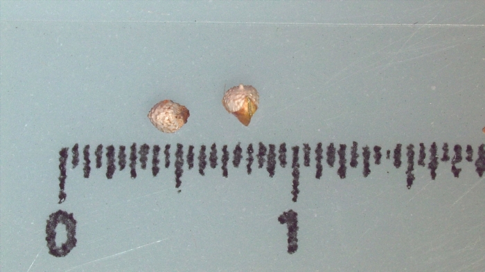 Nutlet of Scleria flexuosa K002787096 1 Nutlet of Scleria flexuosa K002787096 1