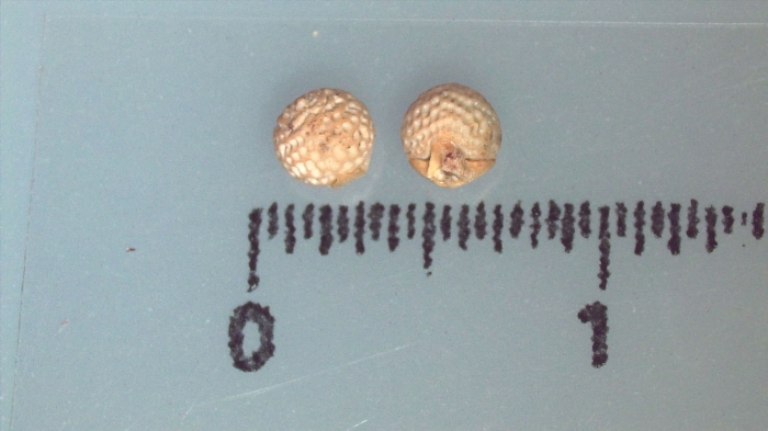Nutlet of Scleria globonux K002785746 1 Nutlet of Scleria globonux K002785746 1