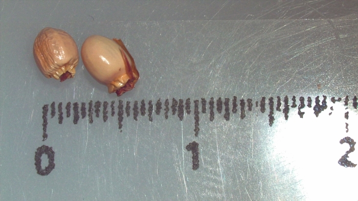 Nutlet of Scleria induta K002786529 1 Nutlet of Scleria induta K002786529 1