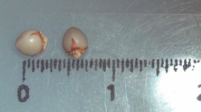 Nutlet of Scleria kerrii K000498623 1 Nutlet of Scleria kerrii K000498623 1